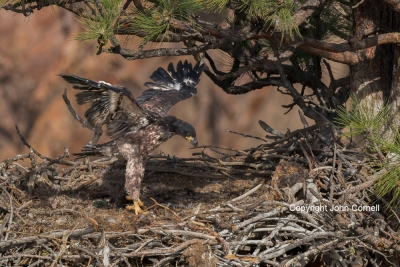 Bald-Eagle;Eagle;Haliaeetus-leucocephalus;One;avifauna;bird;birds;color-image;co